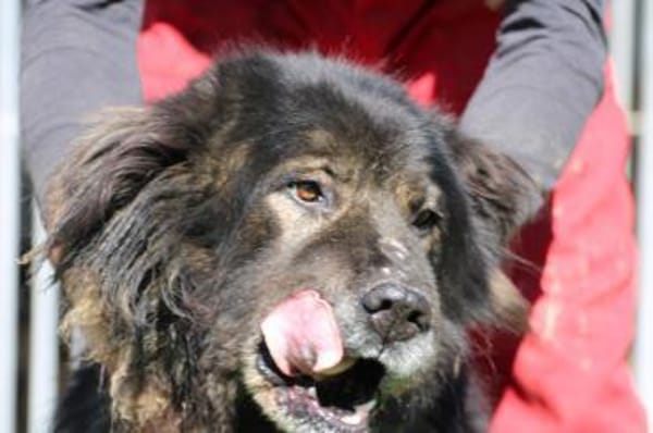 Bo - ruhig u. sehr verschmust