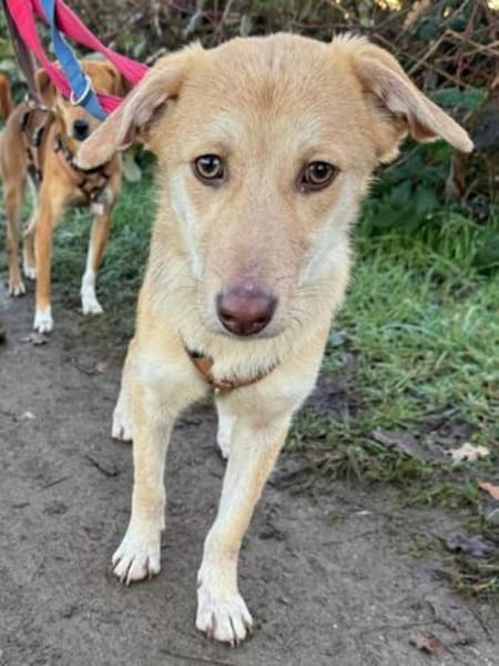 GRETCHEN-zauberhafte Jung-Hündin, 38 cm