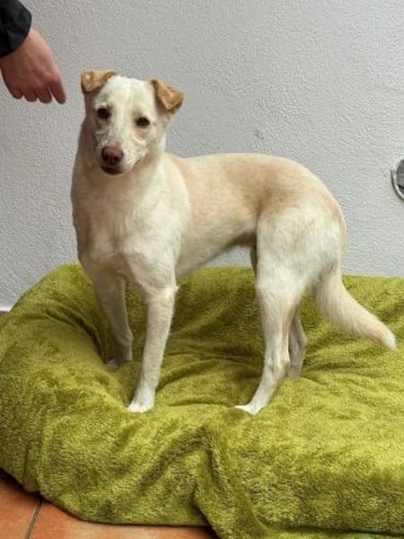 MALEEN-sanfte, wunderschöne Hündin,47cm