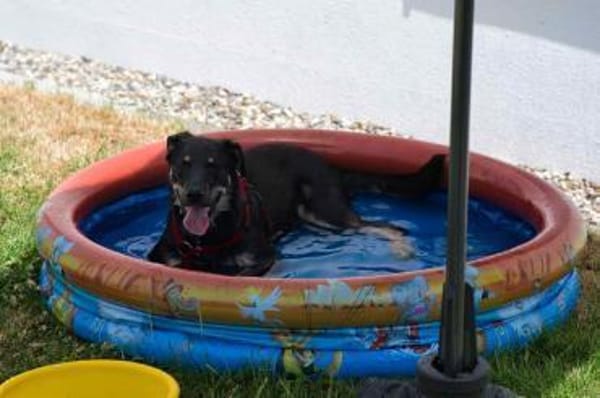 Intelligente Fanny sucht ihr Zuhause