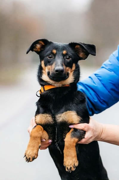 Verschmuster Rudi sucht seine Menschen