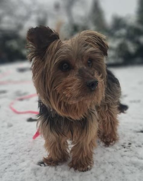 Mischa der kleine Entdecker