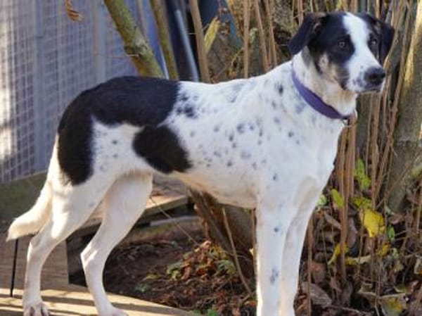 Möchten Sie Nettuno bei sich aufnehmen?