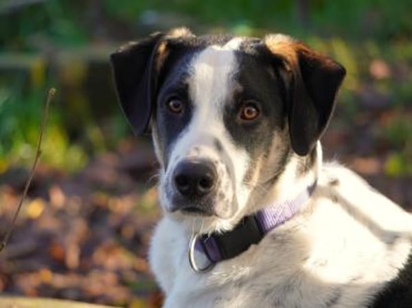 Möchten Sie Nettuno bei sich aufnehmen?