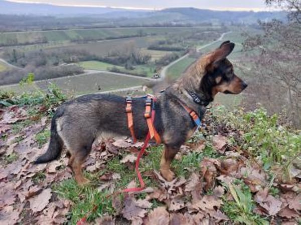 kleine, witzige, fröhliche Saia sucht