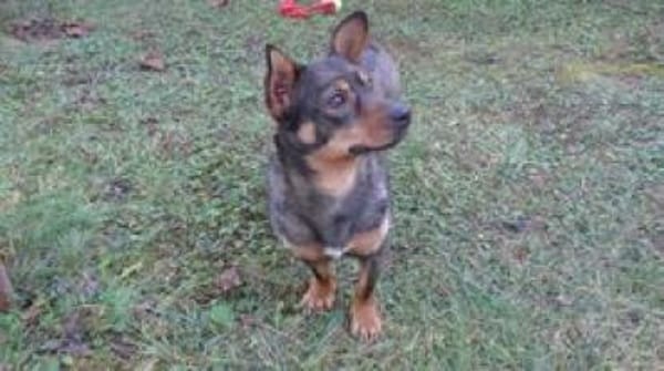 kleine, witzige, fröhliche Saia sucht