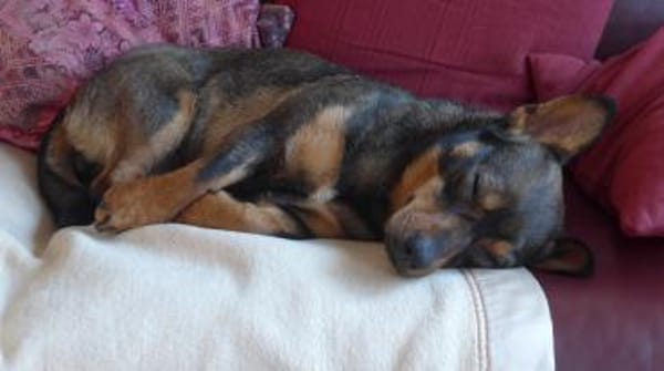 kleine, witzige, fröhliche Saia sucht