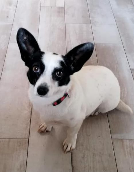 🍀🐾 Kleine ABBY sucht ihr Glück 🐾🍀