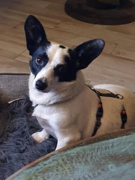 🍀🐾 Kleine ABBY sucht ihr Glück 🐾🍀