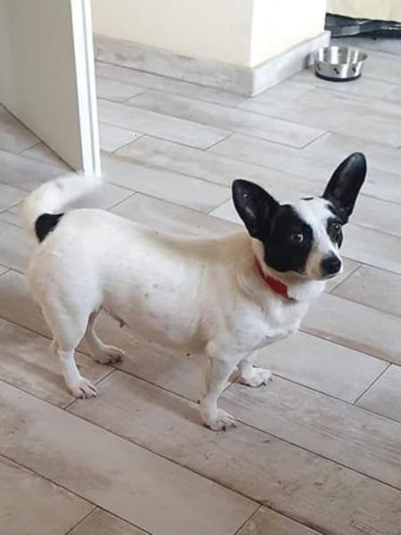 🍀🐾 Kleine ABBY sucht ihr Glück 🐾🍀