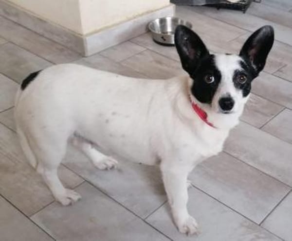 🍀🐾 Kleine ABBY sucht ihr Glück 🐾🍀