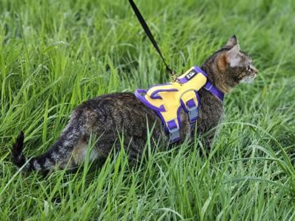 ONI - geb. ca. 05/2020