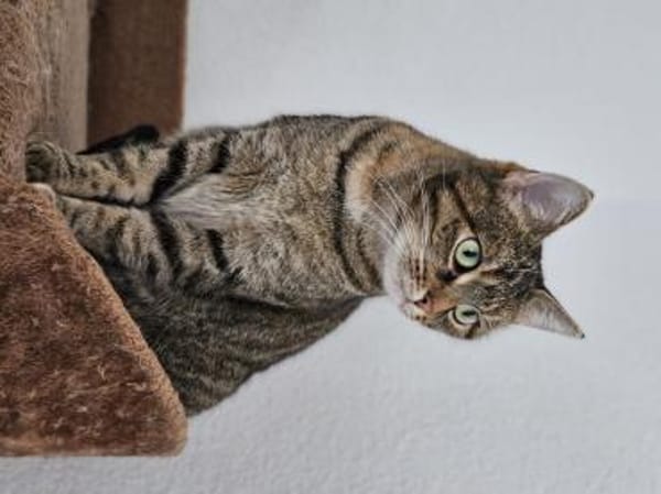 ONI - geb. ca. 05/2020