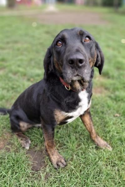 Leo 💗 wartet in 84524 Neuötting