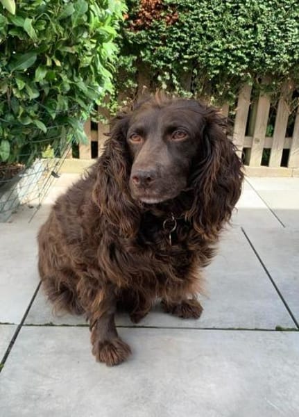 Moka sucht Herzensmenschen