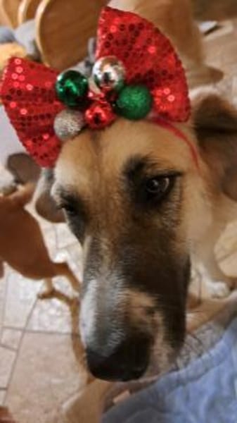 Sarah sucht ihr Für-immer-Zuhause