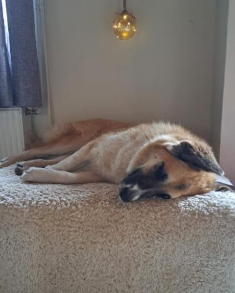 Sarah sucht ihr Für-immer-Zuhause