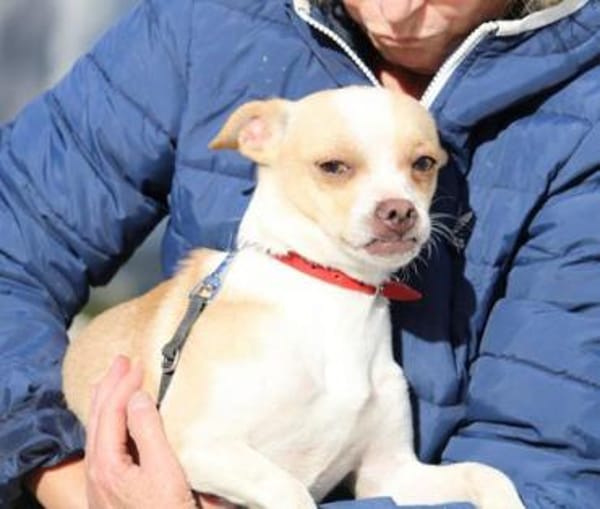 Pheebe ist ein süßer, lieber Feger!