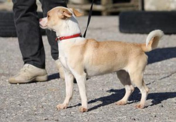 Pheebe ist ein süßer, lieber Feger!