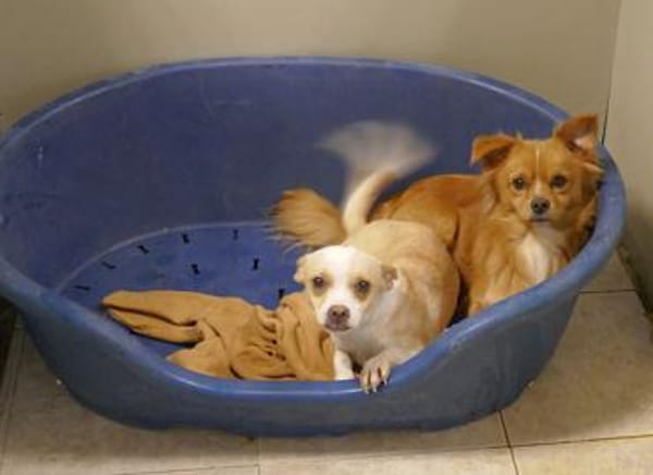 Pheebe ist ein süßer, lieber Feger!