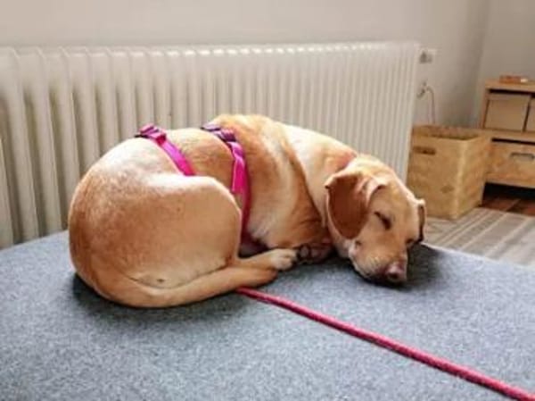 SARA - auf PS in NRW