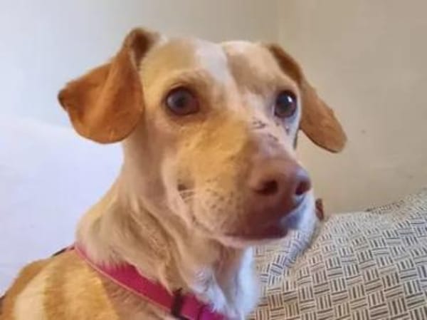 SARA - auf PS in NRW