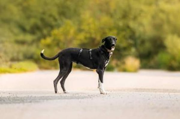 Hübsche Stella sucht ihre Menschen