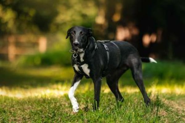 Hübsche Stella sucht ihre Menschen