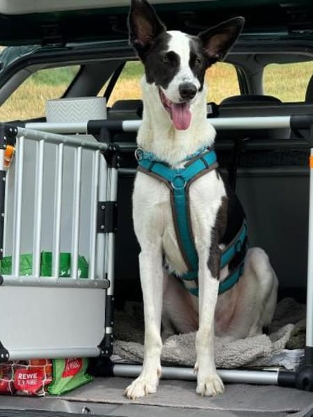 Balerion hätte so gerne ein Zuhause