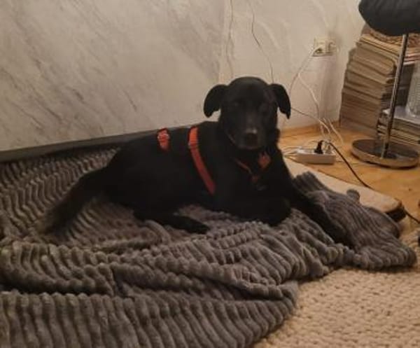 Zorro Labrador Mix Rüde 10Jahre in 72762