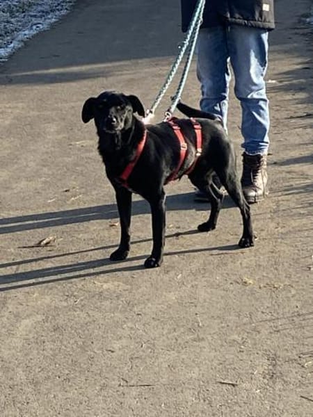 Zorro Labrador Mix Rüde 10Jahre in 72762