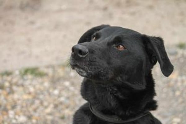Zorro Labrador Mix Rüde 10Jahre in 72762