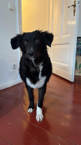 Kia kroatischer Schäferhund Mix Hündin