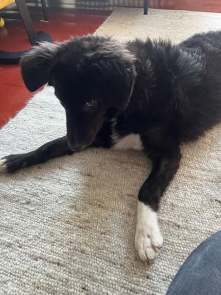 Kia kroatischer Schäferhund Mix Hündin