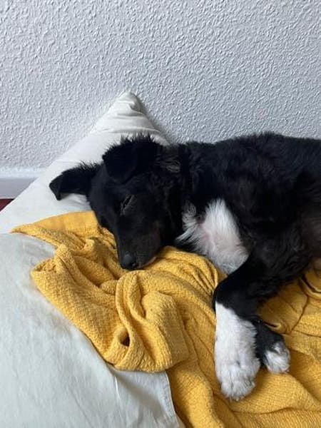 Kia kroatischer Schäferhund Mix Hündin