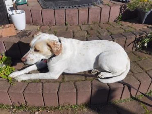 WOLKE  eine sanfte Seele auf der Suche