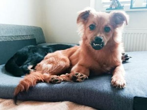 EMMA-zuckersüße Jung-Hündin,36 cm