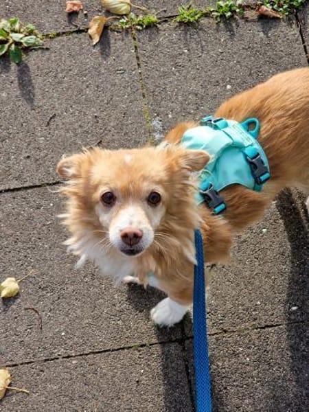 Chia sucht ein neues Zuhause