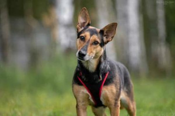 Ruhiges Zuhause für Ria gesucht