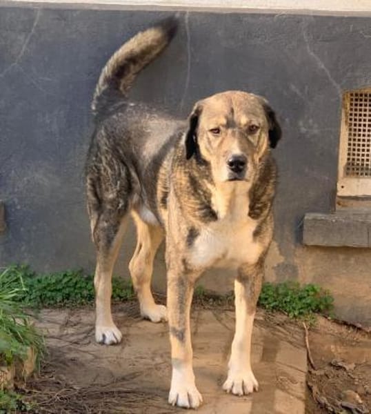 GIGAS - loyaler, souveräner Rüde