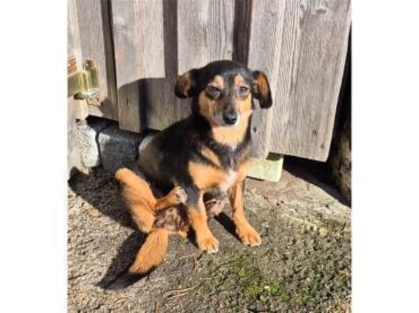 Catalina - wartet in 74535 Mainhardt