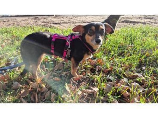 Catalina - wartet in 74535 Mainhardt