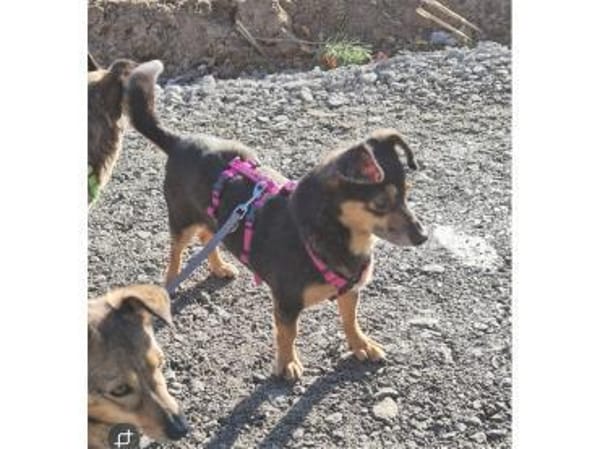 Catalina - wartet in 74535 Mainhardt