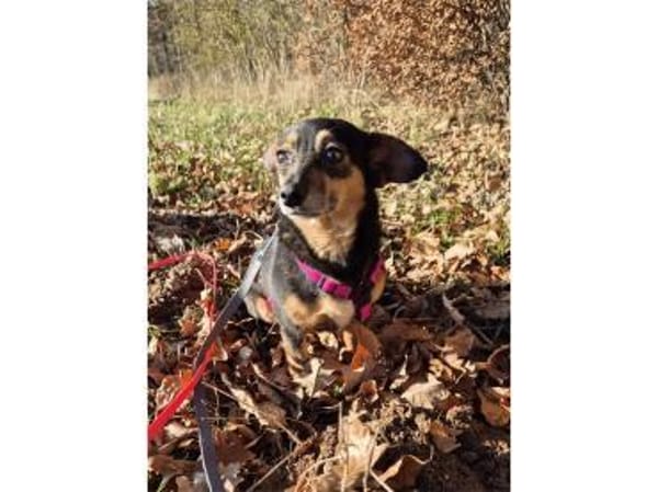 Catalina - wartet in 74535 Mainhardt