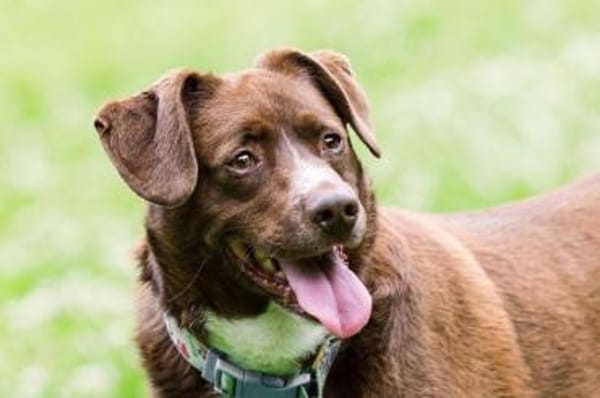 Loco Quintana sucht Familienanschluß