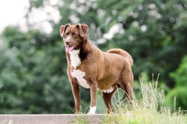 Loco Quintana sucht Familienanschluß