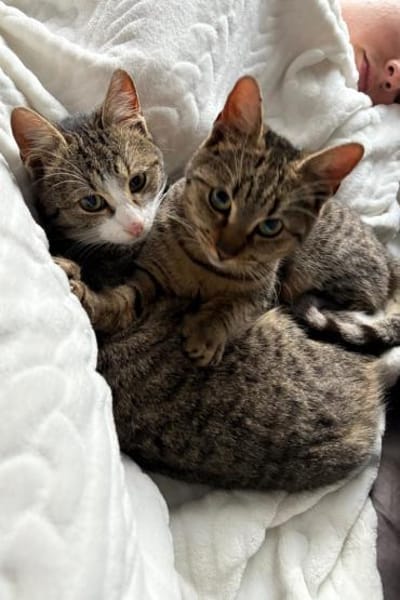 Joey & Olli 💗 warten in 44809 Bochum