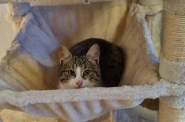 Joey & Olli 💗 warten in 44809 Bochum