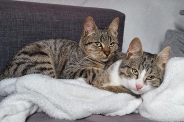 Joey & Olli 💗 warten in 44809 Bochum