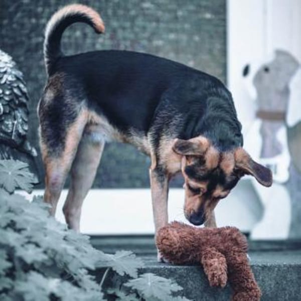 Cosa sucht ein Zuhause für immer....